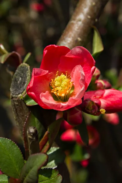 Coing Fleuri Chaenomeles Superba — Photo