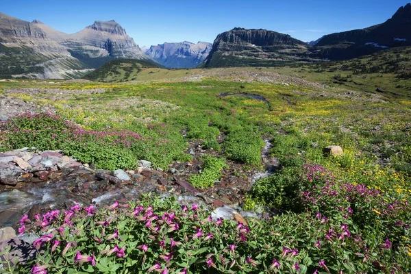 Blossoming Wildflowers Mountain Landscape Hidden Lake Trail Glacier National Park — Foto de Stock