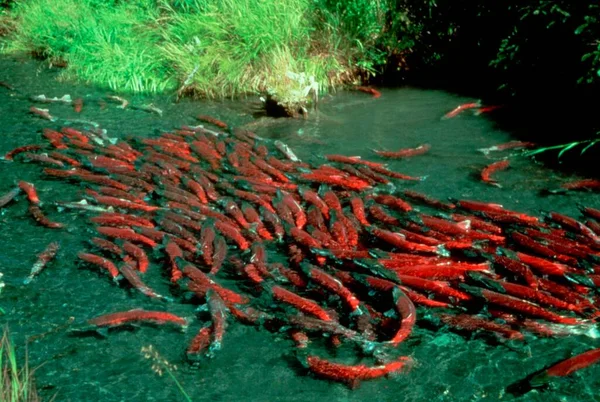 Migrating Salmons Alaska Usa Oncorhynchus — Stock Photo, Image