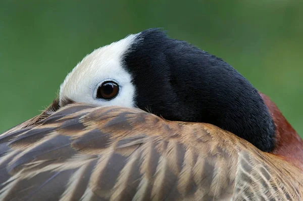 White Faced Whistling Duck Animal — Foto Stock
