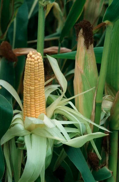 Corn Cob Zea Mays — Zdjęcie stockowe