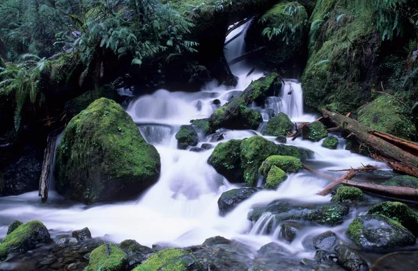 Waterfall Quinault Valley Olympic National Park — Stockfoto