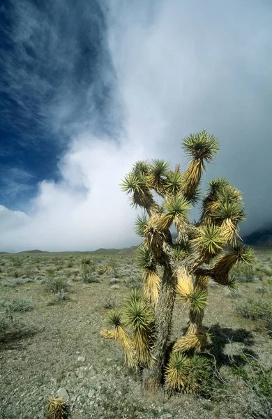Joshua Tree Lake Mead National Recreation Area Nevada Usa North — стокове фото
