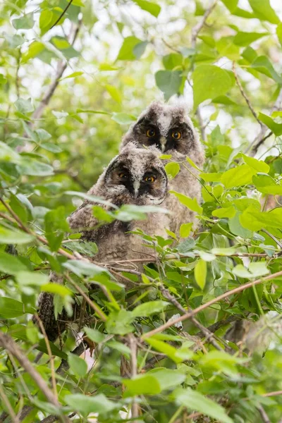 Young Long Eared Owls Asio Otus Sitting Tree Young Animals — Φωτογραφία Αρχείου