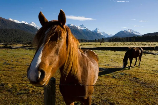Horses Meadow View Snow Covered Humboldt Mountains Otago South Island — Foto de Stock