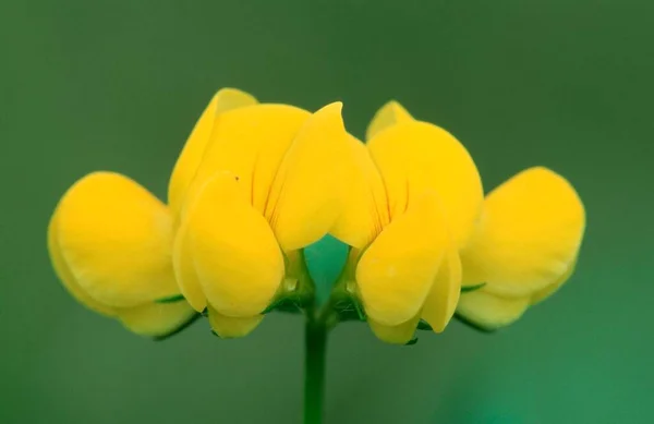 Vetch Renânia Norte Vestefália Alemanha Caronilla Vaginalis — Fotografia de Stock