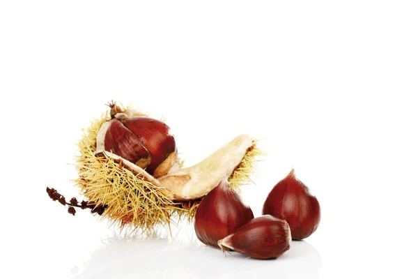 Chestnuts Castanea Close View — Fotografia de Stock