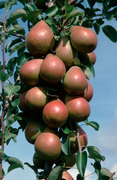 Pears Tree Lower Saxony Germany Pyrus Domestica — Φωτογραφία Αρχείου