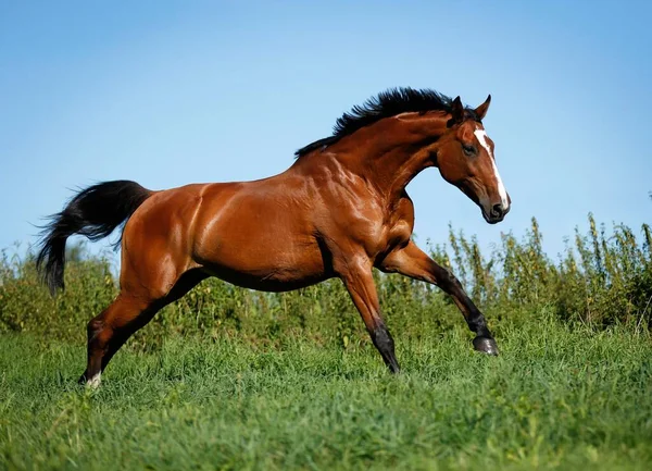 Brown Mare Wielkopolska Polish Warmblooded Horse Galloping Meadow — Zdjęcie stockowe