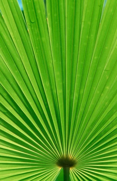 Saw Palmetto Serenoa Repens Leaf Detail Everglades National Park Florida — Stock Photo, Image