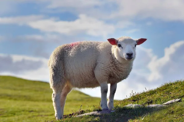 Sheep Bray Head Valentia Island County Kerry Ireland Europe — 图库照片