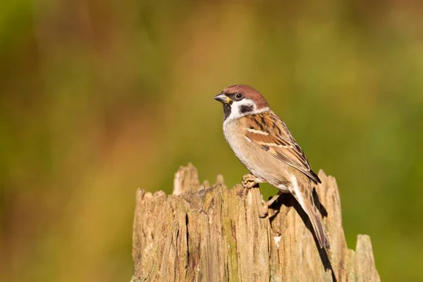 Eurasian Tree Sparrow Stump Used Food Stand Gifhorn Lower Saxony — Φωτογραφία Αρχείου