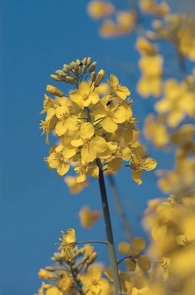 Blooming Rape North Rhine Westphalia Germany Europe — Zdjęcie stockowe