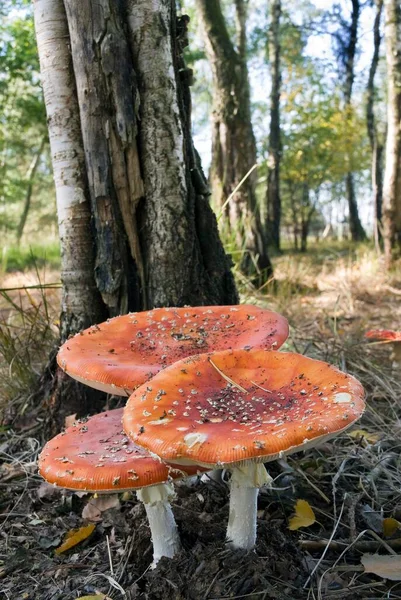 Fly Agarics Amanita Muscaria Var Muscaria Gildehauser Venn Nature Reserve — Stock Photo, Image