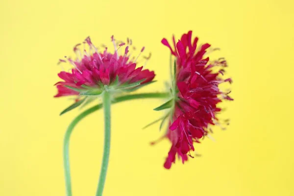 Dois Escabiúses Campo Rosas Ciganas Knautia Arvensis — Fotografia de Stock