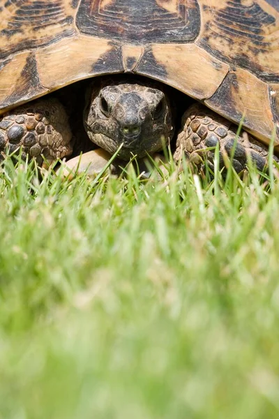 Schildkröte Gras Porträt Aus Nächster Nähe — Stockfoto