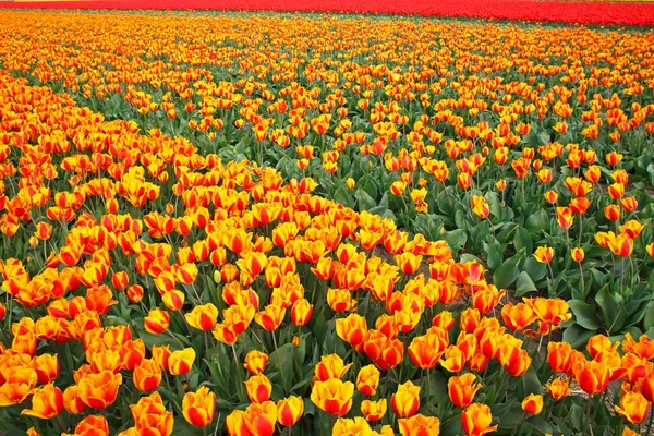 Blooming Tulip Field Flowering Tulips Tulipa Holland Netherlands Europe — Stockfoto