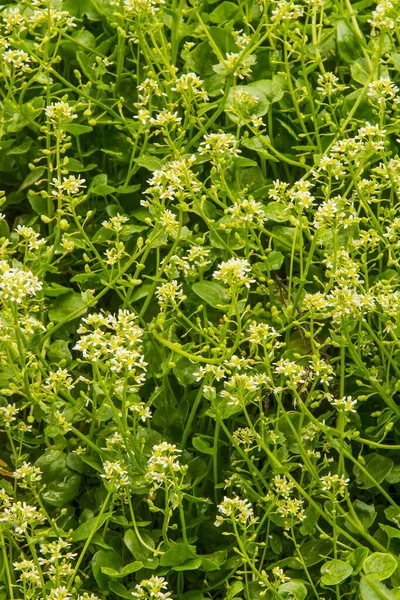 Pyrenean Scurvygrass Styria Austria Europe — 스톡 사진