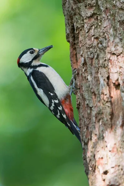 Great Spotted Woodpecker Dendrocopos Major Nesting Hole Emsland Lower Saxony — Stockfoto