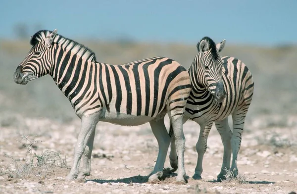 Burchell Zebras Etosha National Park Namibia Equus Quagga Burchelli — Foto Stock
