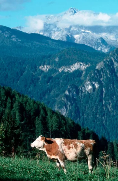Domestic Cattle Alps Berchtesgaden Bavaria Germany Cow Cows Europe — Fotografia de Stock