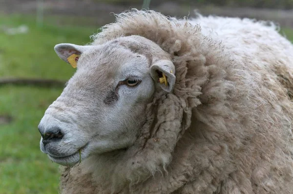 Texel Sheep Breed Portrait Mecklenburg Western Pomerania Germany Europe — Stockfoto
