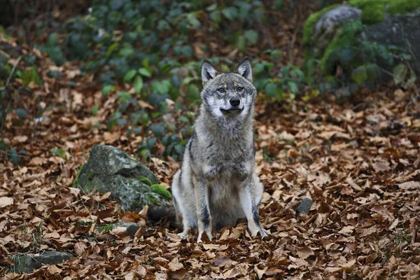 Loup Canis Lupus Dans Habitat Naturel — Photo