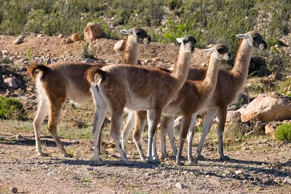 Herd Guanacos Atacama Desert Chile South America — Stockfoto