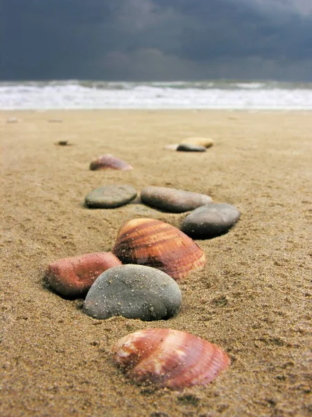 Seashells Sand Close View — Stockfoto