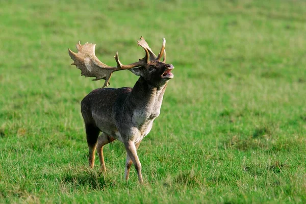 Fallow Deer Dama Dama Shoveler Rut Rutting Season — Φωτογραφία Αρχείου