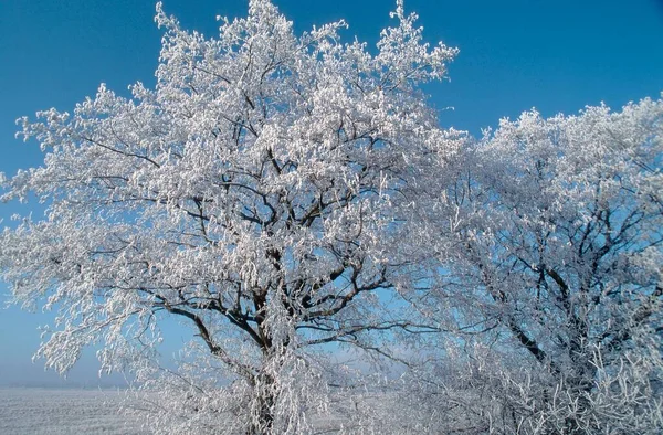 Hoarfrost Coberto Alder Baixa Saxônia Alemanha Alnus Glutinosa — Fotografia de Stock