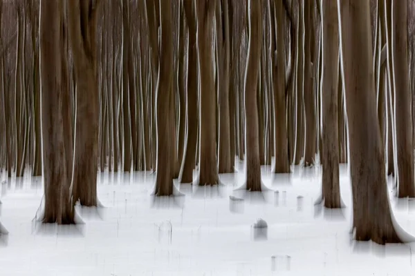 Distorted Tree Trunks Ghost Forest Nienhger Holz Nienhagen Mecklenburg Western — Fotografia de Stock