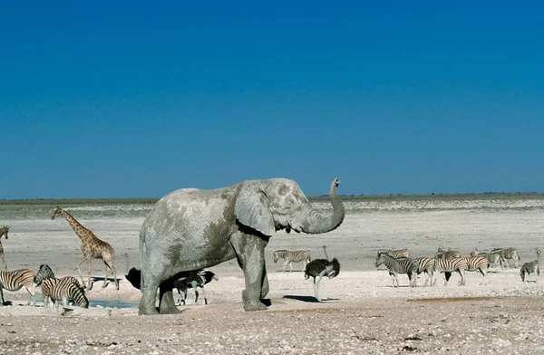 Afrika Fili Loxodonta Africana Zürafa Giraffa Camelopardalis Devekuşu Struth Camelus — Stok fotoğraf