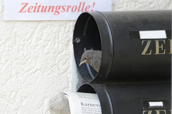 Black Redstart Phoenicurus Ochruros Breeding Newspaper Letterbox Kuerten North Rhine — Stockfoto