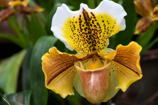 Slipper Orchid Paphiopedilum Mainau Baden Wrttemberg Germany Europe — стокове фото