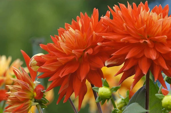 Semicactus Dahlia Kwiaty Widok Bliska Koncepcja Latem — Zdjęcie stockowe