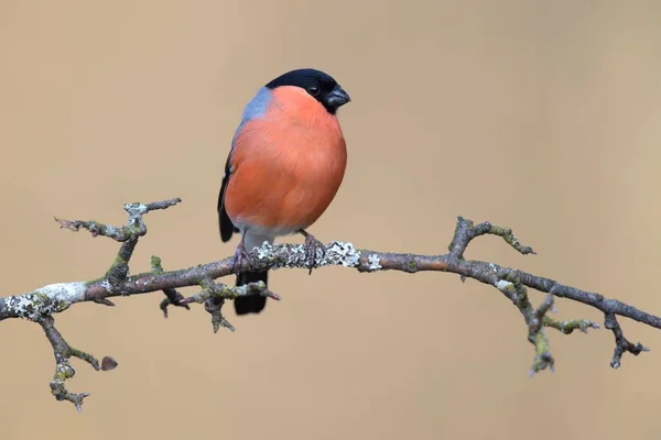 Bullfinch Pyrrhula Pyrrhula Male Sitting Branch Biosphere Reserve Swabian Alb — Stockfoto