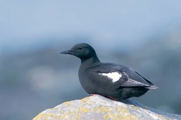 Siyah Guillemot Tystie Cepphus Grylle Norveç Avrupa — Stok fotoğraf