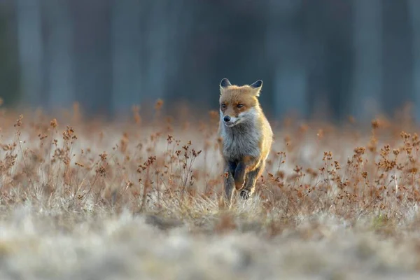 Red Fox Running Meadow Bohemian Forest Czech Republic Europe — Stok Foto