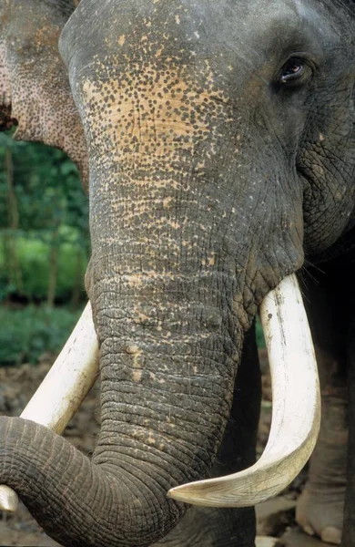 Λεπτομέρεια Του Προσώπου Ενός Ελέφαντα — Φωτογραφία Αρχείου