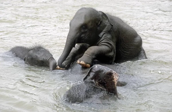 Giovani Elefanti Che Giocano Acqua Pinnawela Elephant Orphanage Sri Lanka — Foto Stock