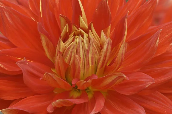 Semicactus Dahlia Flower Close View Summer Concept — Stock Photo, Image