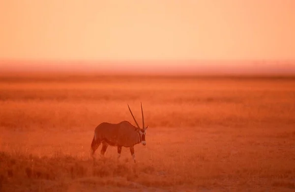 Oryx Dusk Etosha National Park Namibia Oryx Gazella — Stock Photo, Image