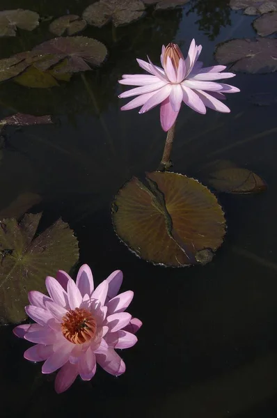 Waterlilies Flowers Close View Summer Concept — стоковое фото