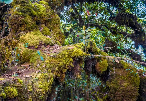 Moss Covered Trees Branches Mossy Forest Cloud Forest Fog Rainforest — Stock fotografie