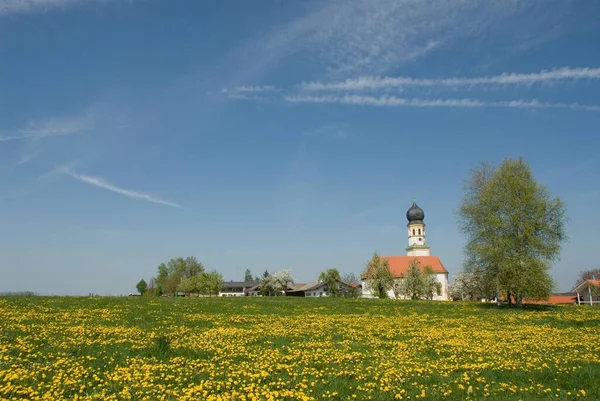 Dandelion meadow in front of the parish church of Jakobsberg, Upper Bavaria, Bavaria, Germany, Europe