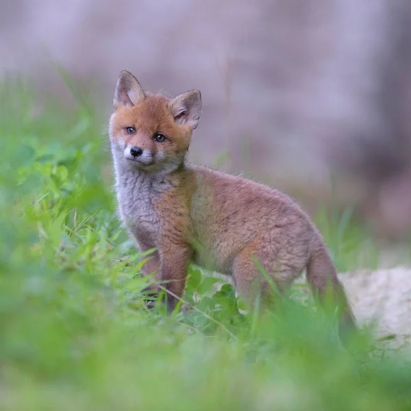 Red Fox Front Burrow Biosphere Reserve Swabian Alb Baden Wrttemberg — 图库照片