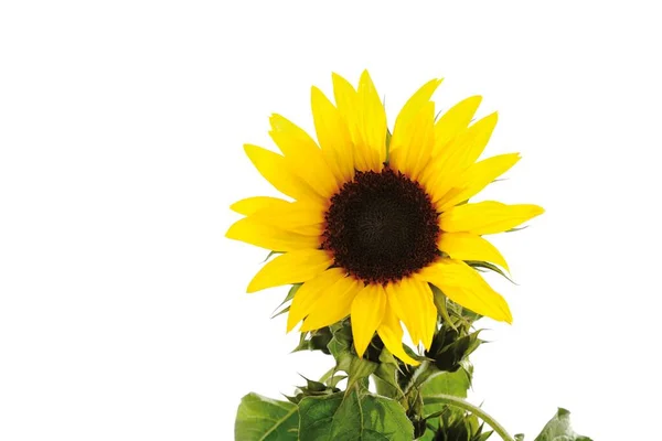 Sunflower Helianthus White Background Close View — Photo