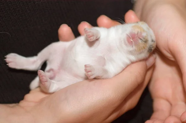 Baby Dwarfrabbit Lies Hand —  Fotos de Stock