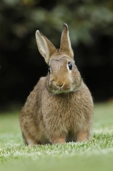 Dwarf Rabbits Rabbits Domestic Rabbits — Fotografia de Stock